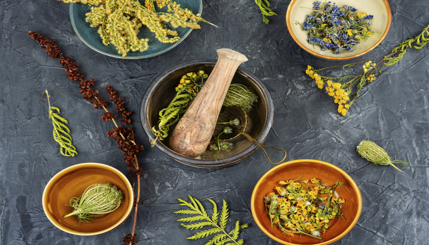 Où suivre une formation complète sur les plantes médicinales en Bretagne ?